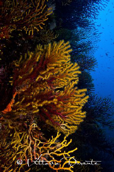 Mediterranean seabed by Vittorio Durante 